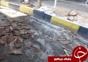 قطع درختان خشک خطر آفرین