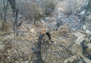 خشک‌شدن درختان در روستای فاطمیه + تصاویر