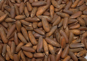 خواص شگفت‌انگیز چلغوز