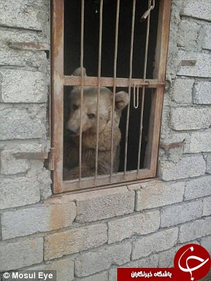 بلایی که داعش بر سر باغ وحش موصل آورد + تصاویر