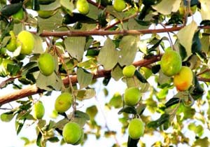 پیش بینی تولید 10هزار تن میوه کُنار