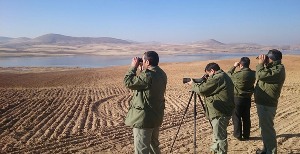سرشماری بیش از چهار هزار قطعه پرنده مهاجر در زنجان
