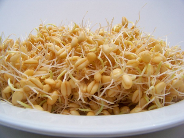 جوانه گندم،سدی برای ابتلا به سرطان