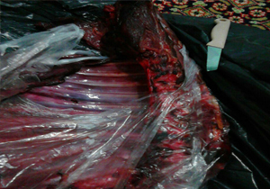 کشف لاشه قوچ وحشی در منطقه حفاظت شده ماهور