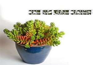راهیابی هنرمندان قزوین به جشنواره طنز سوره