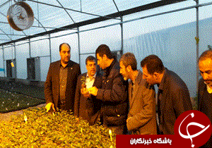 بازدید استاندار ازیک شرکت دانش بنیان در آبیک