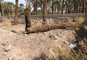 قلع و قمع درختان نخل در بم + فیلم