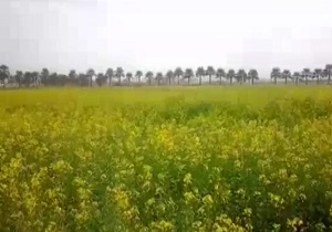 طبیعت زیبا و آرامش بخش + فیلم