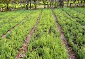 خراسان جنوبی استانی منحصر به فرد در  تولید گیاهان دارویی