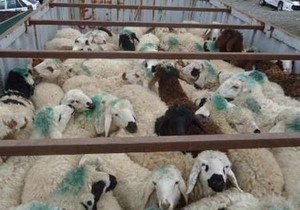 کشف 100ميليوني احشام قاچاق در فردوس