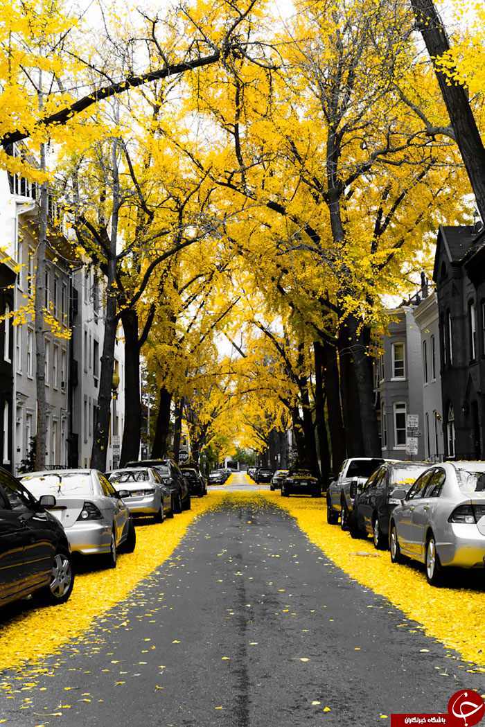 شگفت انگیزترین و زیباترین خیابان های جهان+تصاویر