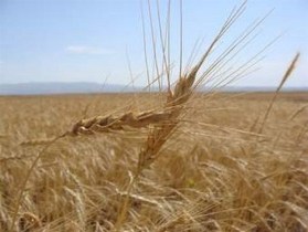 کاهش 80 درصدی برداشت گندم در هندیجان