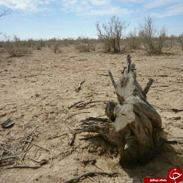 قلع و قمع درختان منطقه بردسکن + تصاویر