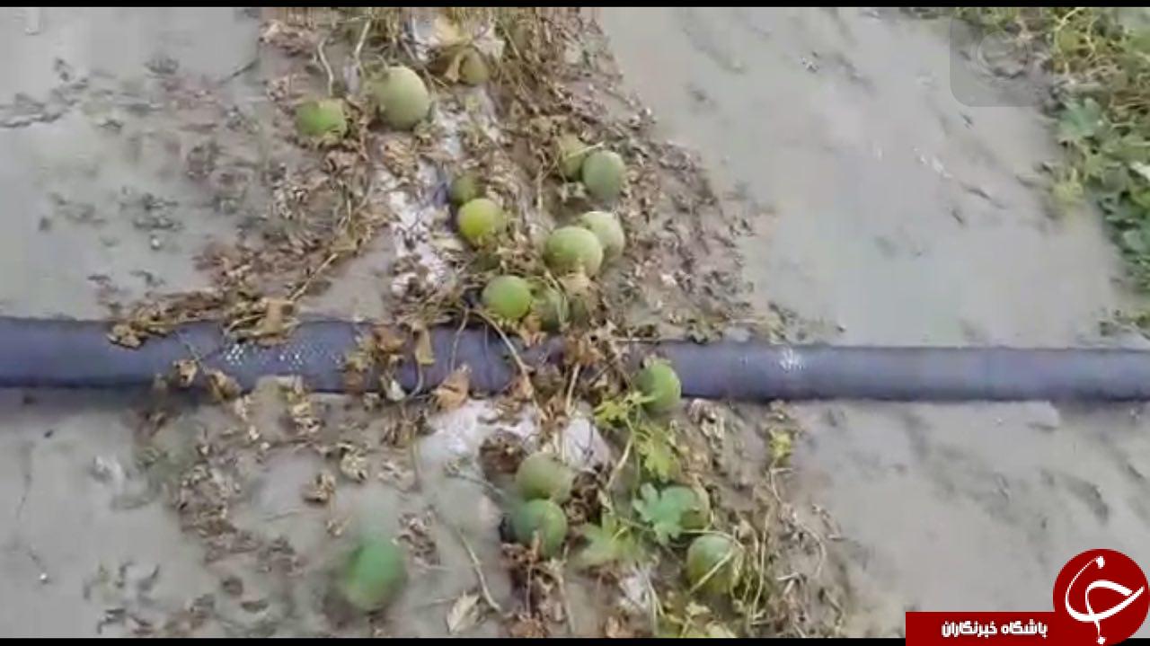 سرمازدگی صیفی جات کشاورزان دهرم + تصاویر