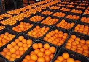 واریز نیمی از طلب باغداران گلستانی