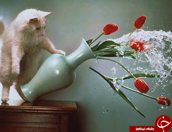 عکس&zwnj;هایی را ببینید که به موقع گرفته شده&zwnj;اند