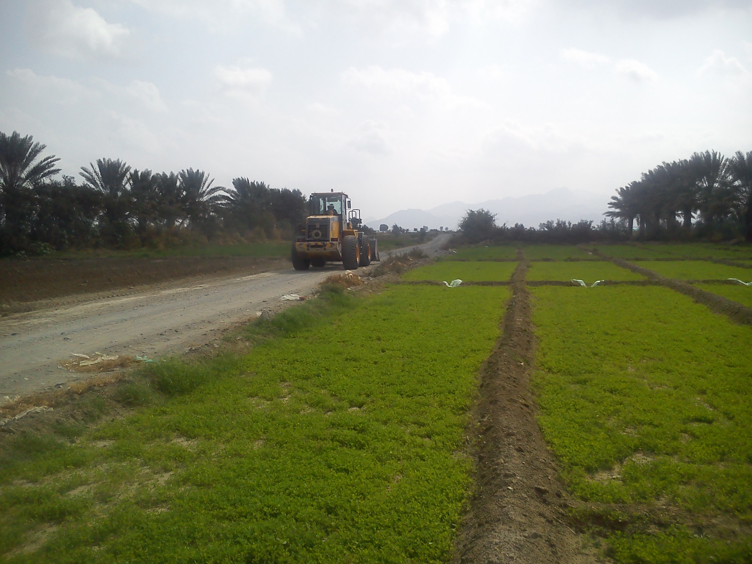 روستای چاه ریگان با مزارع زیبای کشاورزی