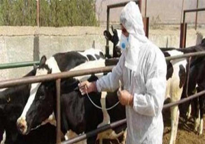 واکسیناسیون تب برفکی و لامپی اسکین در چهارمحال و بختیاری