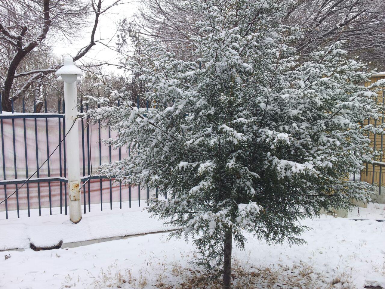 تصاویر دانه های سفید برف ،روی صورت زمین در زنجان