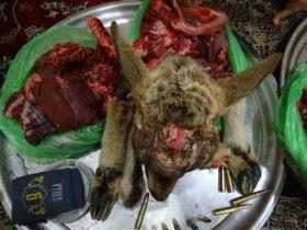 کشف لاشه کل وحشی در رودسر