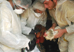 معدوم سازی طیور بومی روستای شیخ شبان