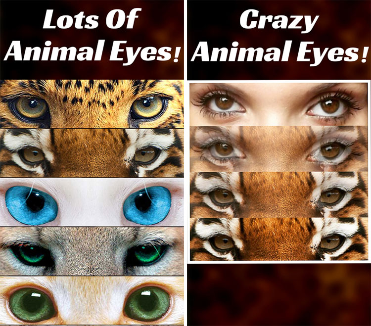 برنامه Animal Eyes Maker: ترکیب و ساخت تصویر کلاژ از چشم انسان و حیوان - زوم اپ برنامه Animal Eyes Maker: ترکیب و ساخت تصویر کلاژ از چشم انسان و حیوان - زوم اپ