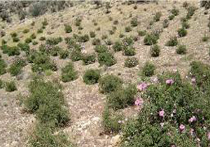 اجرای طرح مشارکتی آبخیزداری زیلایی بویراحمد