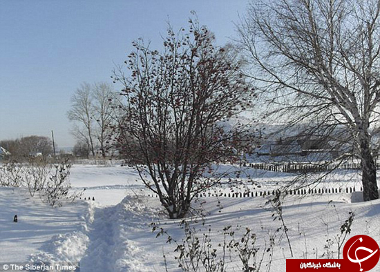 سگی که جان بچه&zwnj;ای را نجات داد +تصاویر