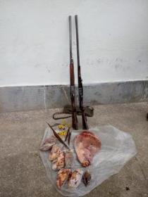 کشف لاشه یک رأس گراز در شفت