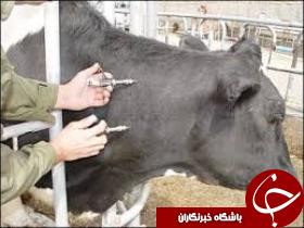 انجام تست بروسلوز از یک هزار و 424 راس دام در قوچان