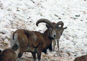 کمک به حیات وحش درسرمای زمستان