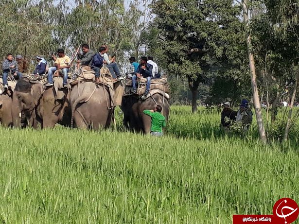 بازگشت ببر گرسنه به روستا برای خوردن باقیمانده جسد + تصاویر (18+)