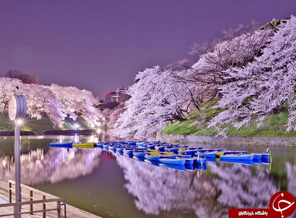 خیابان های ژاپن پوشیده از ساکورای صورتی