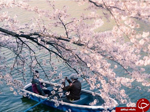 خیابان های ژاپن پوشیده از ساکورای صورتی