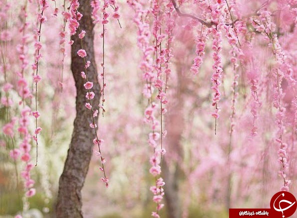 خیابان های ژاپن پوشیده از ساکورای صورتی