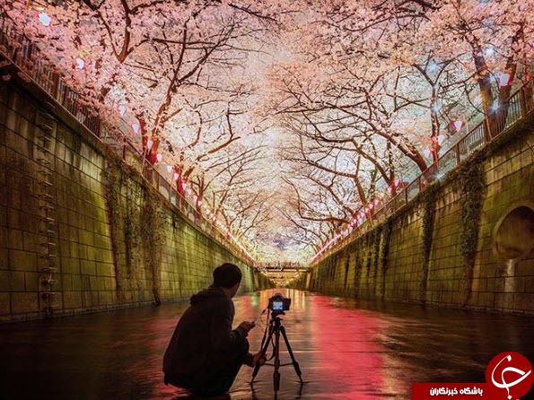 خیابان های ژاپن پوشیده از ساکورای صورتی