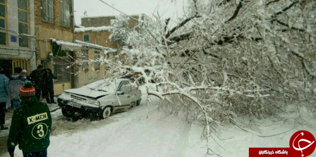 سقوط درخت غول&zwnj;پیکر بر روی پراید + تصاویر