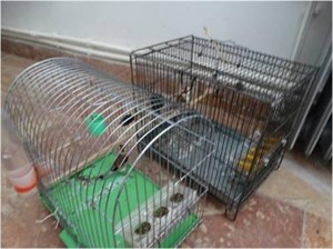 دستگیری متخلف زنده گیر پرنده در خوی