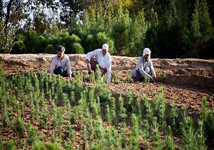 توزیع ۳۰ هزار اصله نهال رایگان در اردبیل