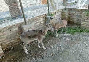کشف دو راس قوچ زنده در سراوان
