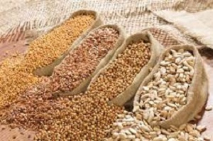 چهار رقم لوبیا اصلاح شده در استان مرکزی به چرخه مصرف اضافه شد