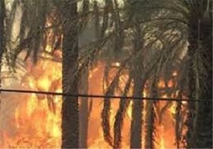 370 نخل خرما طعمه حریق شد