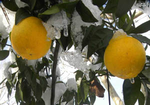 آغاز پرداخت خسارت به باغداران