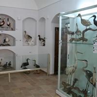 موزه تاریخ طبیعی خراسان جنوبی راه&zwnj;اندازی شد