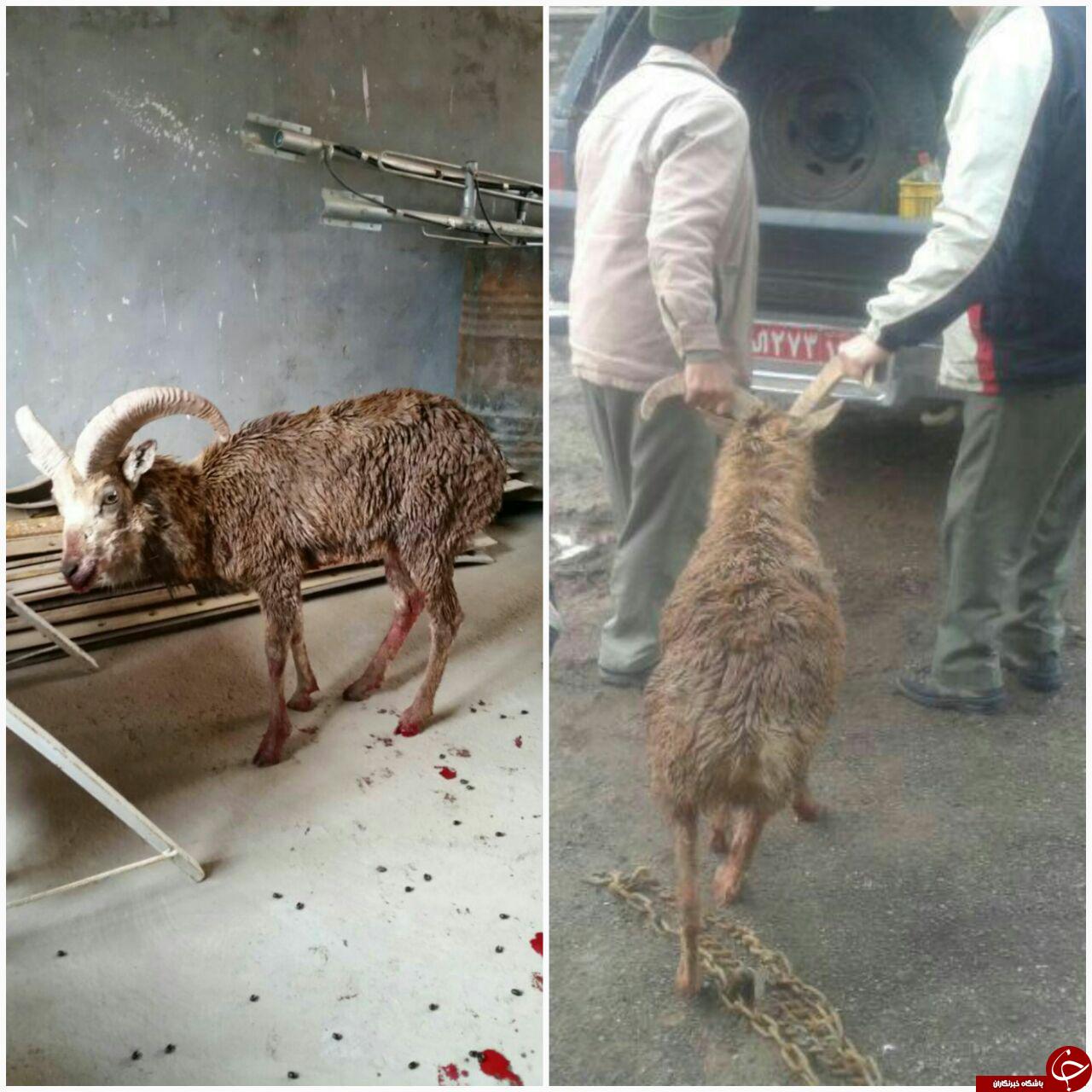 نجات قوچ‌کوهی از چنگال 2 گرگ در گناباد+ عکس