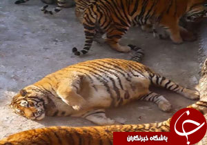 ببرهای چاق در باغ وحش چین + فیلم