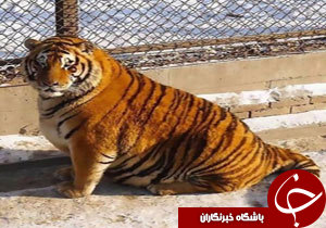 ببرهای چاق در باغ وحش چین + فیلم