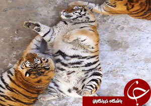 ببرهای چاق در باغ وحش چین + فیلم