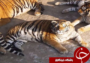 ببرهای چاق در باغ وحش چین + فیلم
