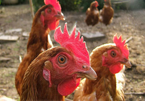 معدوم سازی طیور بومی روستای دهنو میلاس